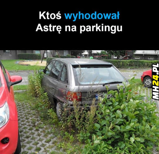 astra.jpg
